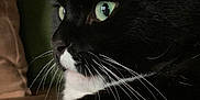 Lord Robert is registered to the contest to win money with this photo: cat, tuxedo_cat, green_eyes, whiskers, close_up, portrait, pet, indoor, feline, black_fur, white_fur, face, ear, nose, soft_light, majestic, curious, sitting, detail, closeup