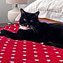 Lord Robert is registered to the contest to win money with this photo: cat, tuxedo_cat, pet, indoor, bed, blanket, polka_dot, red_blanket, pillow, lamp, nightstand, whiskers, fur, relaxing, looking_at_camera, paws, tail, cozy, domestic, portrait