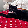 bed, blanket, cat, cozy, domestic, fur, indoor, lamp, looking_at_camera, nightstand, paws, pet, pillow, polka_dot, portrait, red_blanket, relaxing, tail, tuxedo_cat, whiskers