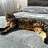 bed, bedroom, blanket, cat, cozy, curtain, fur, headboard, indoor, lamp, looking_at_camera, lounging, paws, pet, portrait, relaxed, stripes, sunlight, tabby_cat, whiskers