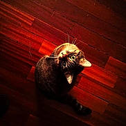 Holly is registered to the contest to win money with this photo: cat, cozy, curled_tail, domestic_cat, fur, gaze, green_eyes, hardwood_floor, indoor, inquisitive, looking_up, pet, portrait, shadow, sitting, tabby, top_down_view, warm_lighting, whiskers, wooden_floor