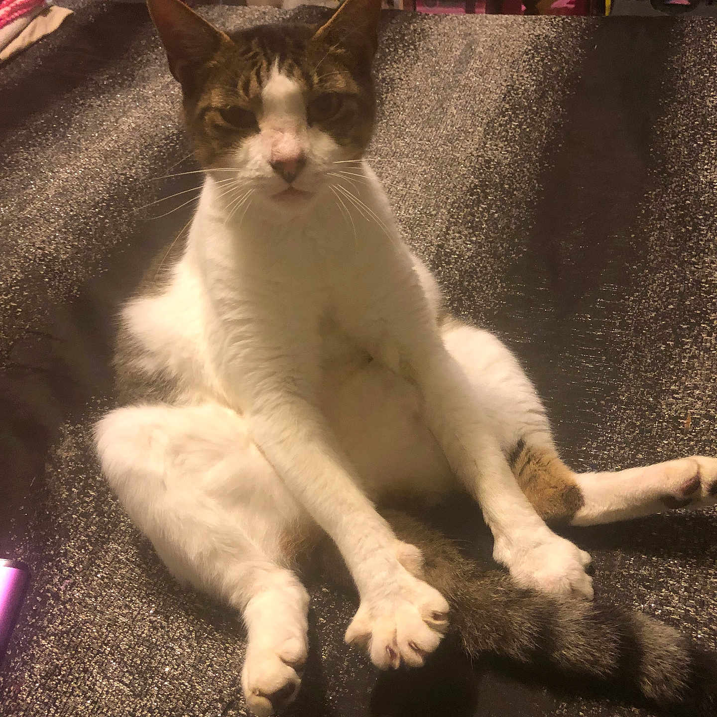 Jasper joined the competition — help win amazing prizes! animal, background, cat, closeup, cute, dark_surface, domestic, feline, fur, household_items, indoor, looking_at_camera, mammal, pet, relaxed_posture, sitting, soft_toys, tail, texture, whiskers