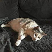 Blossom participe au concours pour gagner de l'argent avec cette photo : cat, feline, pet, indoor, couch, blanket, quilt, relaxed, resting, fur, animal, home, cozy, mammal, whiskers, ears, paw, laying_down, domestic_cat, sleepy