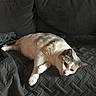 cat, feline, pet, indoor, couch, blanket, quilt, relaxed, resting, fur, animal, home, cozy, mammal, whiskers, ears, paw, laying_down, domestic_cat, sleepy
