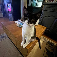 Adèle participe au concours pour gagner de l'argent avec cette photo : kitten, cat, black_and_white, wooden_table, living_room, rug, photo_frame, curious, pet, animal, furniture, indoor, cozy, small_cat, table, floor, decor, domestic, young_cat, cute