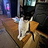 kitten, cat, black_and_white, wooden_table, living_room, rug, photo_frame, curious, pet, animal, furniture, indoor, cozy, small_cat, table, floor, decor, domestic, young_cat, cute