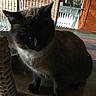 cat, indoor, furniture, glass_table, woven_chair, plant, wooden_cabinet, dark_fur, siamese_cat, pet, tabletop, shadow, home_decor, animal, domestic_cat, sitting, cozy, background, low_light, feline