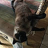 cat, siamese_cat, table, wooden_floor, wicker_chair, indoor, relaxed, sprawled, furniture, pet, animal, brown_fur, black_fur, cozy, home, resting, domestic, wood, colorful_table, quiet