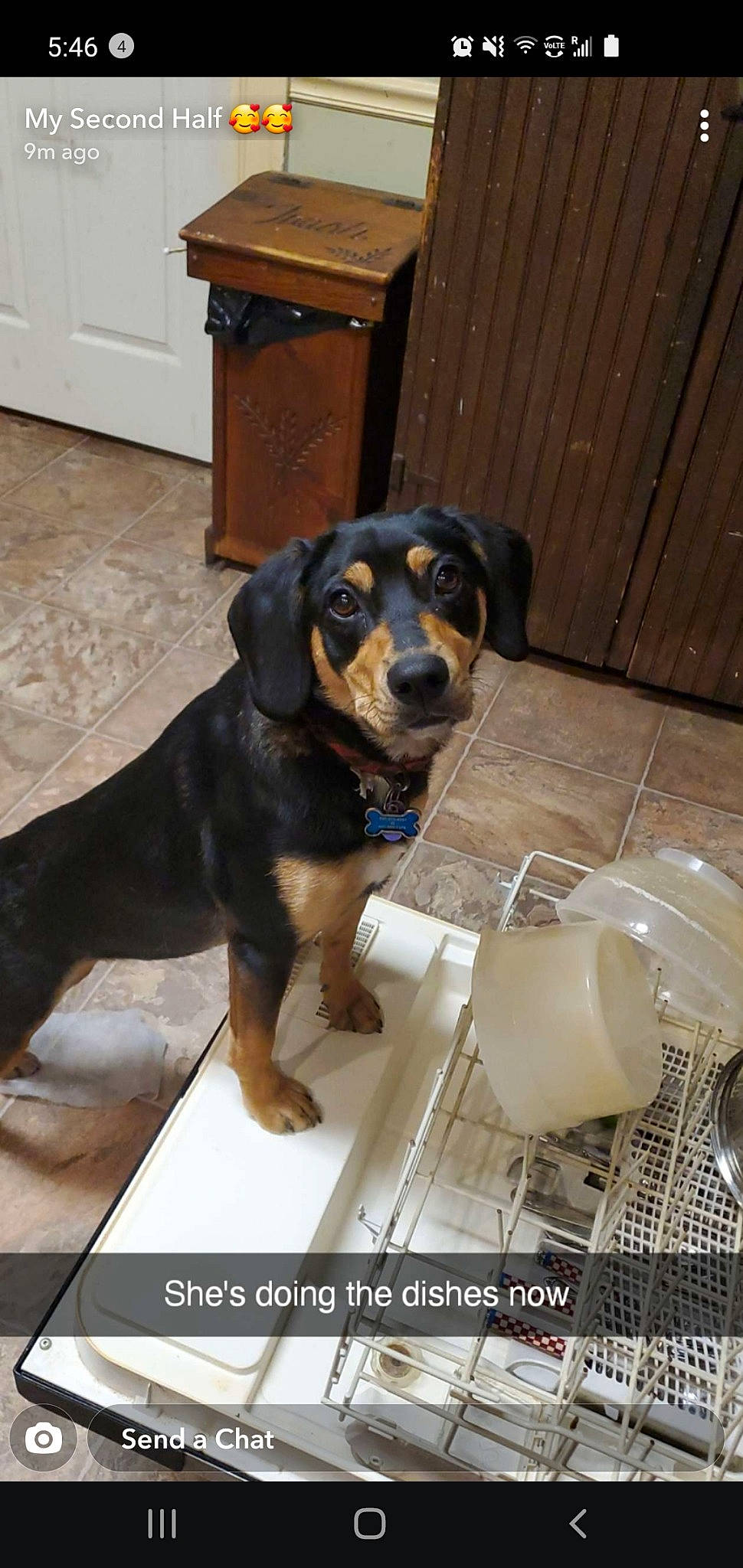 Heidi is registered to the contest to win money with this photo: cabinetry, canidae, carnivore, comfort, companion_dog, cupboard, dog, dog_breed, drawer, flooring, hardwood, hunting_dog, liver, pet_supply, snout, terrestrial_animal, wood, working_animal, working_dog