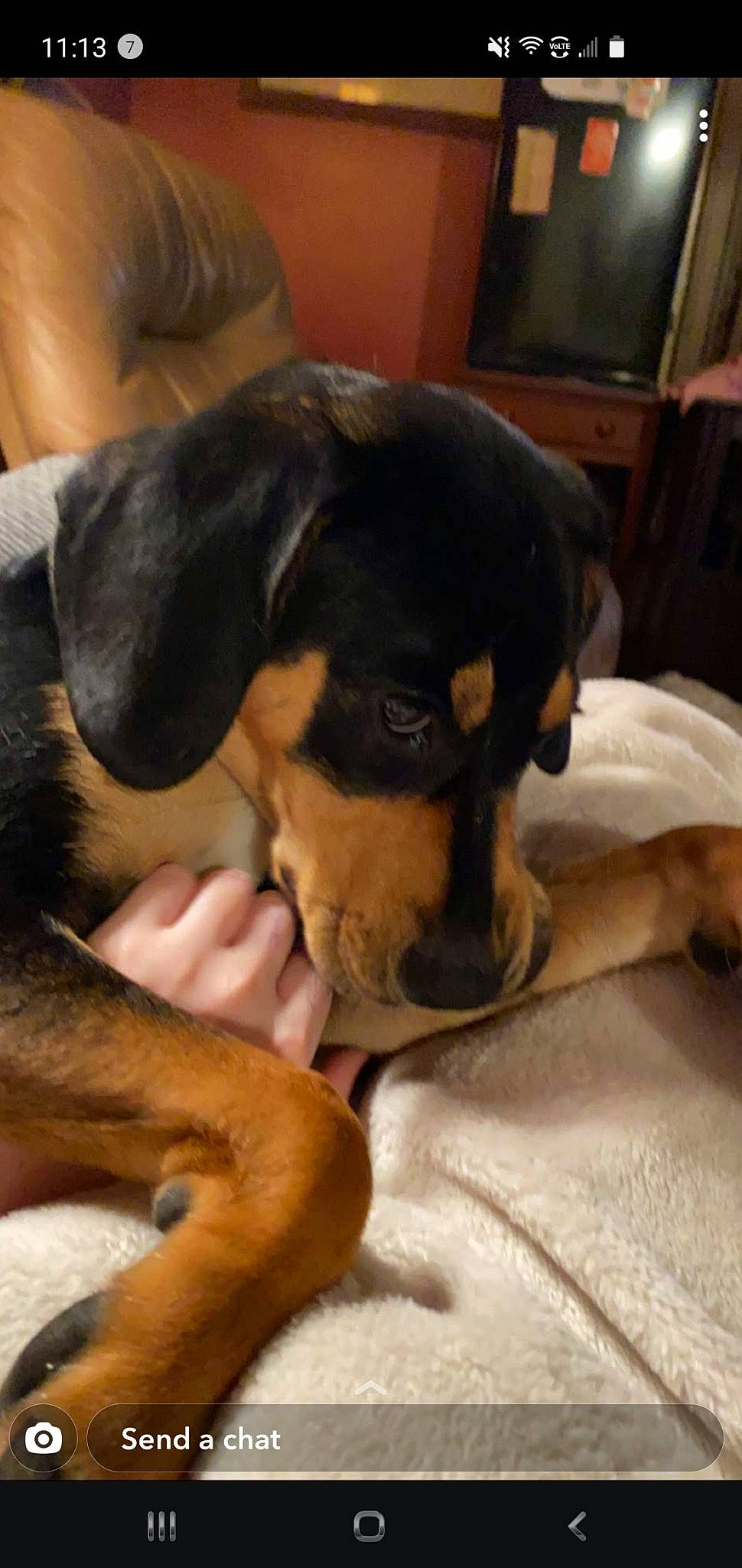 Heidi joined the competition — help win amazing prizes! beaglier, canidae, carnivore, comfort, companion_dog, dog, dog_breed, ear, fawn, guard_dog, hound, mammal, paw, puppy, snout, sporting_group, toy_dog, vertebrate, working_animal, working_dog