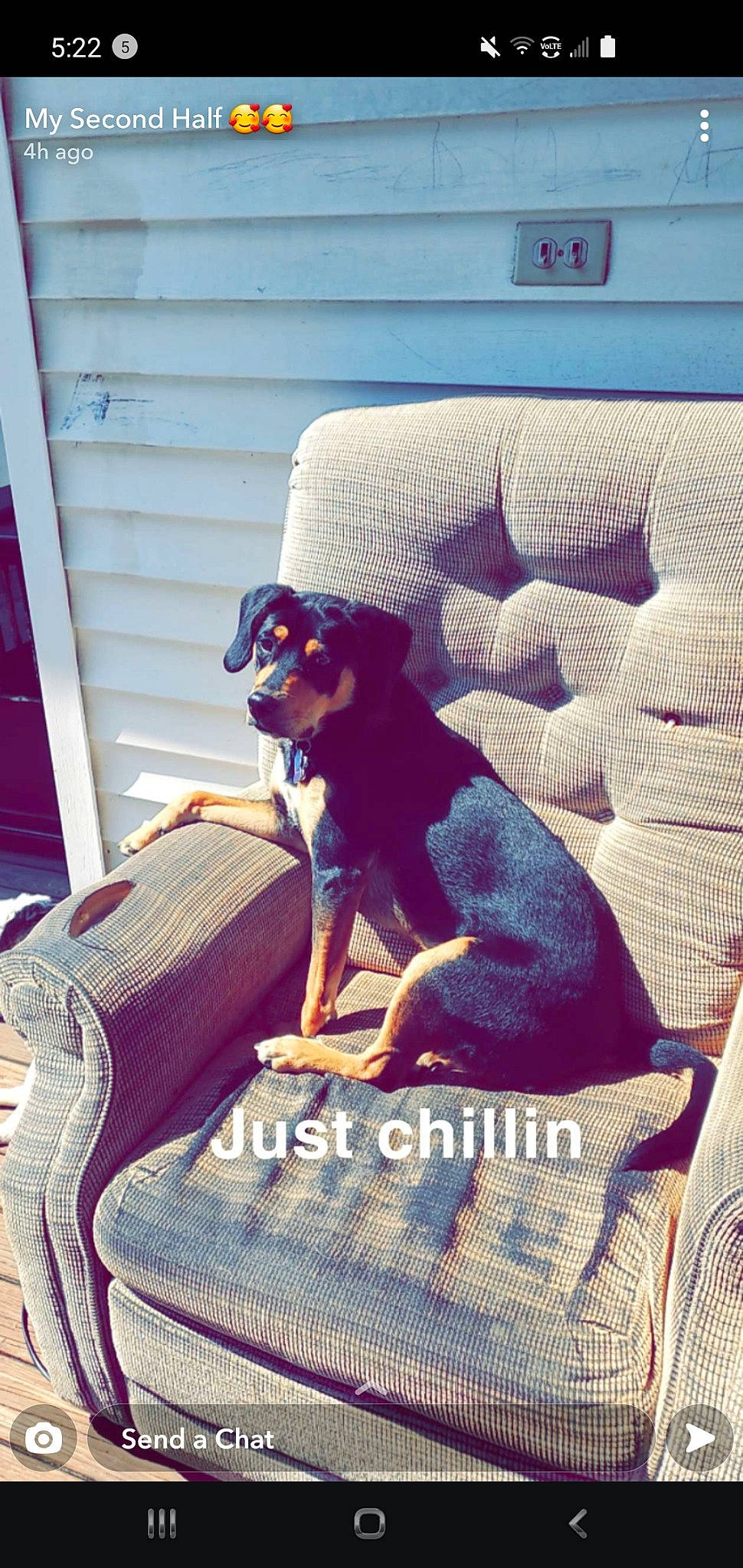 Heidi joined the competition — help win amazing prizes! armrest, carnivore, comfort, companion_dog, couch, dog, dog_breed, dog_supply, fawn, flooring, furniture, living_room, outdoor_furniture, pattern, purple, rectangle, textile, tints_and_shades, toy, working_animal