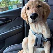 Rafi joined the competition — help win amazing prizes! golden_retriever, puppy, dog, car_interior, seat, harness, window, nature, greenery, pet, animal, young_dog, domestic_animal, canine, sitting, closeup, portrait, indoor, leisure, cute