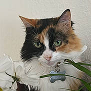 Kamilagato is registered to the contest to win money with this photo: cat, calico, green_eyes, flower, daisy, plant, indoor, pet, fur, whiskers, collar, tag, leaf, close_up, cute, animal, portrait, nature, domestic, feline