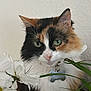 cat, calico, green_eyes, flower, daisy, plant, indoor, pet, fur, whiskers, collar, tag, leaf, close_up, cute, animal, portrait, nature, domestic, feline