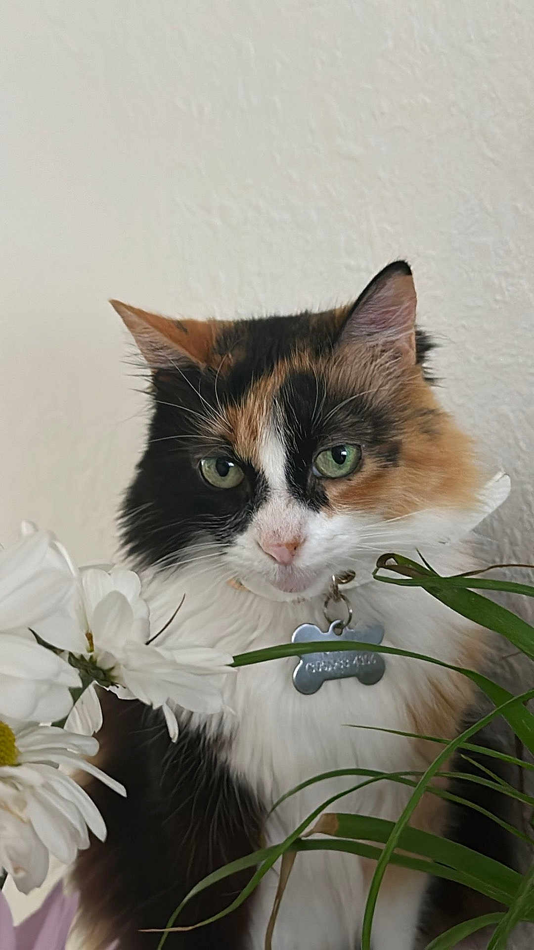 Kamilagato is registered to the contest to win money with this photo: cat, calico, green_eyes, flower, daisy, plant, indoor, pet, fur, whiskers, collar, tag, leaf, close_up, cute, animal, portrait, nature, domestic, feline