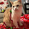 cat, tinsel, green_ornaments, red_blanket, holiday_decor, indoor, pet, fur, whiskers, sitting, curious, closeup, cozy, christmas, decorations, furniture, living_room, soft_focus, cute, domestic_animal