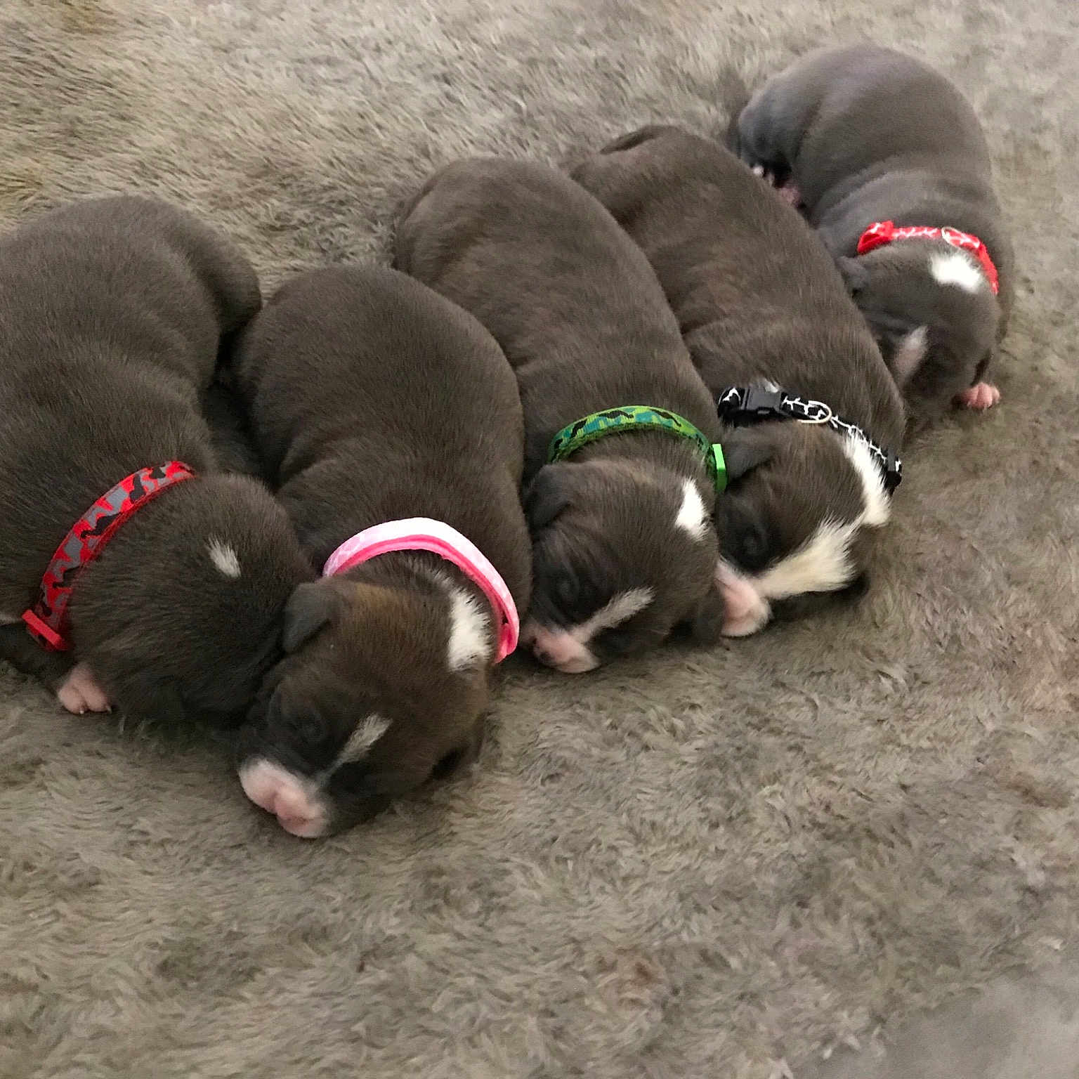 Puppies joined the competition — help win amazing prizes! carnivoran, dog, dog_breed, dog_breed_group, dog_like_mammal, puppy, snout, sporting_group