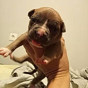 Tina a rejoint le concours — aidez-le/la à gagner de superbes lots ! puppy, dog, hand, tattoo, tongue, bed, blanket, indoor, cute, pet, animal, young, fur, small, face, paw, holding, mammal, domestic_animal, resting