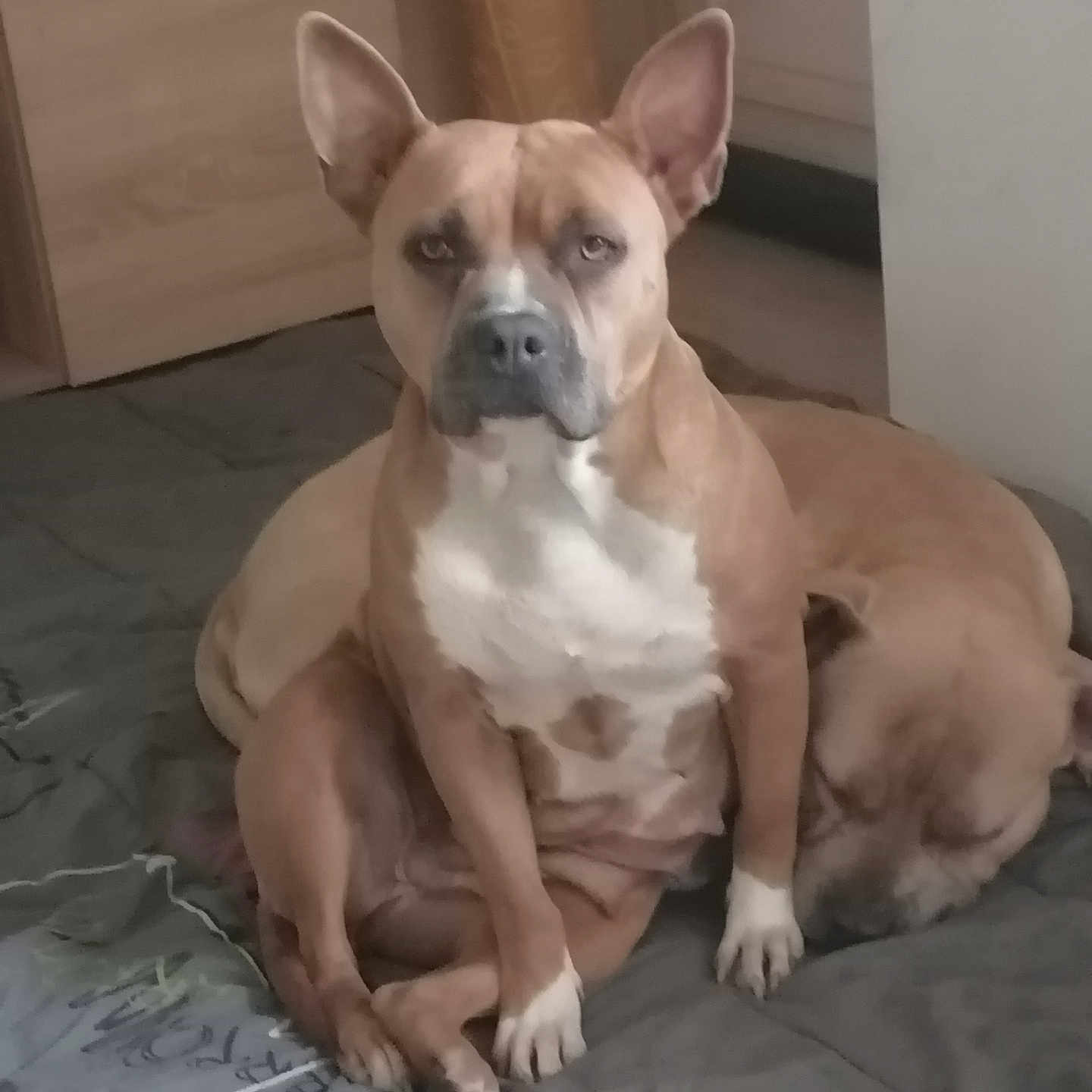 Tina participe au concours pour gagner de l'argent avec cette photo : dog, pet, bed, indoor, resting, sleeping, brown_coat, white_chest, ears_up, animal, companionship, cute, cozy, furniture, floor, domestic, mammal, relaxed, two_dogs, quiet