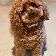 Jojo joined the competition — help win amazing prizes! dog, brown, curly_fur, pet, cute, collar, indoor, carpet, portrait, fluffy, animal, canine, fur, sitting, head_tilt, tag, adorable, closeup, companion, domestic