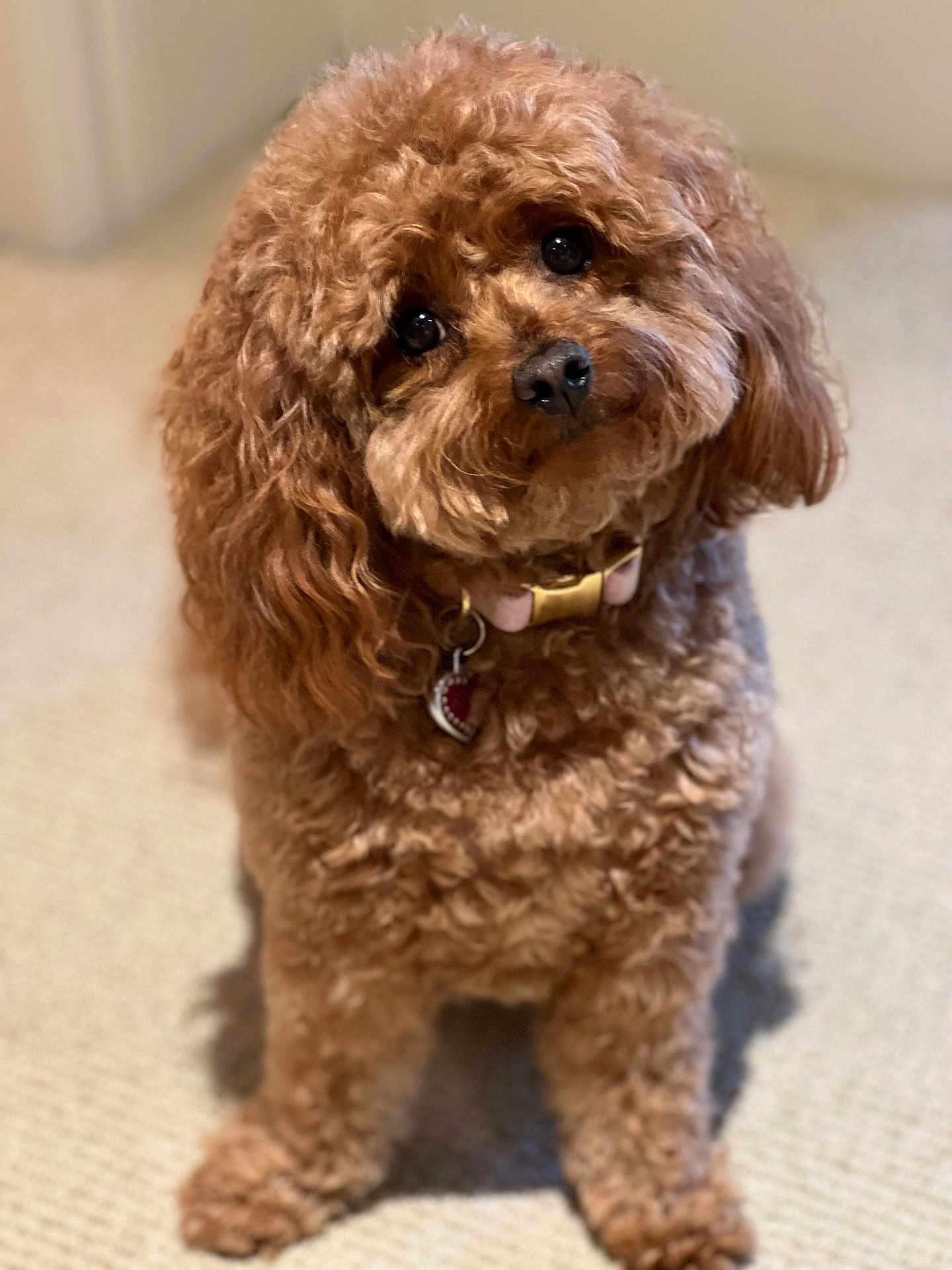Jojo joined the competition — help win amazing prizes! dog, brown, curly_fur, pet, cute, collar, indoor, carpet, portrait, fluffy, animal, canine, fur, sitting, head_tilt, tag, adorable, closeup, companion, domestic