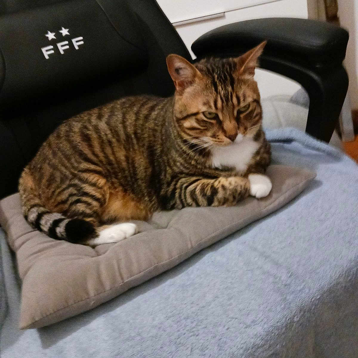 Simba participe au concours pour gagner de l'argent avec cette photo : abyssinian, animal, architecture, blanket, building, cat, chair, couch, cushion, firstaid, furniture, homedecor, indoors, kitten, livingroom, manx, person, pet, pillow, sleeping
