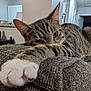 cat, tabby, paw, stretching, blanket, indoor, home, relaxed, feline, fur, whiskers, ear, sleepy, texture, cozy, mammal, animal, resting, closeup, comfort