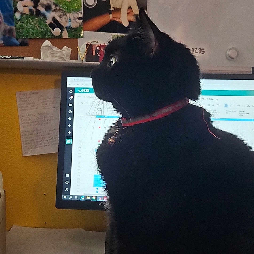 Batty Hex Laveau joined the competition — help win amazing prizes! black_cat, bulletin_board, cat, collar, computer_screen, curious, desk, domestic_animal, feline, home_office, indoor, monitor, notes, office, papers, pet, photos, side_profile, sitting, workspace
