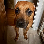 Bobo is registered to the contest to win money with this photo: dog, brown_dog, pet, animal, portrait, close_up, face, eyes, nose, short_hair, indoors, doorway, hallway, tile_floor, home, warm_lighting, standing, looking_at_camera, curious, cute