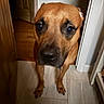 dog, brown_dog, pet, animal, portrait, close_up, face, eyes, nose, short_hair, indoors, doorway, hallway, tile_floor, home, warm_lighting, standing, looking_at_camera, curious, cute