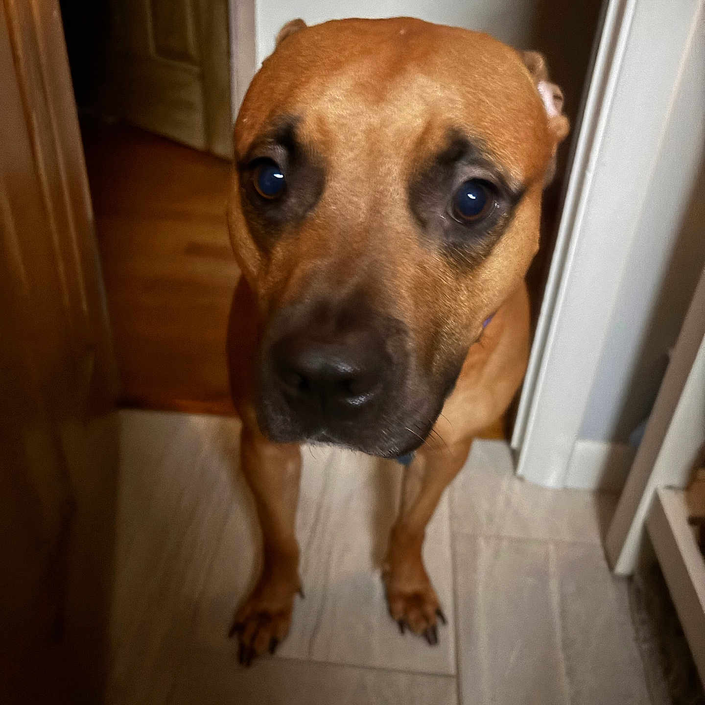 Bobo