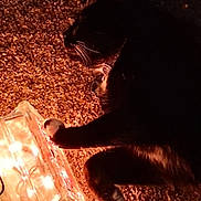 Domino is registered to the contest to win money with this photo: cat, black_cat, white_paws, glowing_lights, illuminated, night, curious, paw, texture, grainy_surface, closeup, animal, pet, dark, shadow, warm_light, cozy, mystery, indoor, decor