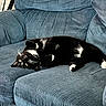 Domino is registered to the contest to win money with this photo: animal, black_and_white_cat, blue_couch, cat, couch, cozy, curious, domestic_cat, fur, furniture, home, indoor, living_room, paws, pet, playful, relaxing, resting, upside_down, whiskers