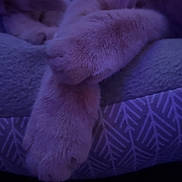 Evie is registered to the contest to win money with this photo: cat, paws, crossed_paws, furry, close_up, blanket, soft_texture, purple_light, blue_light, cozy, sleeping_cat, pet, animal, indoor, resting, cute, feline, warm, comfort, quiet