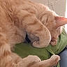 cat, orange_cat, sleeping, paw, cushion, green, indoor, pet, feline, fur, cozy, resting, cute, animal, domestic_animal, relaxed, wall, texture, close_up, nap