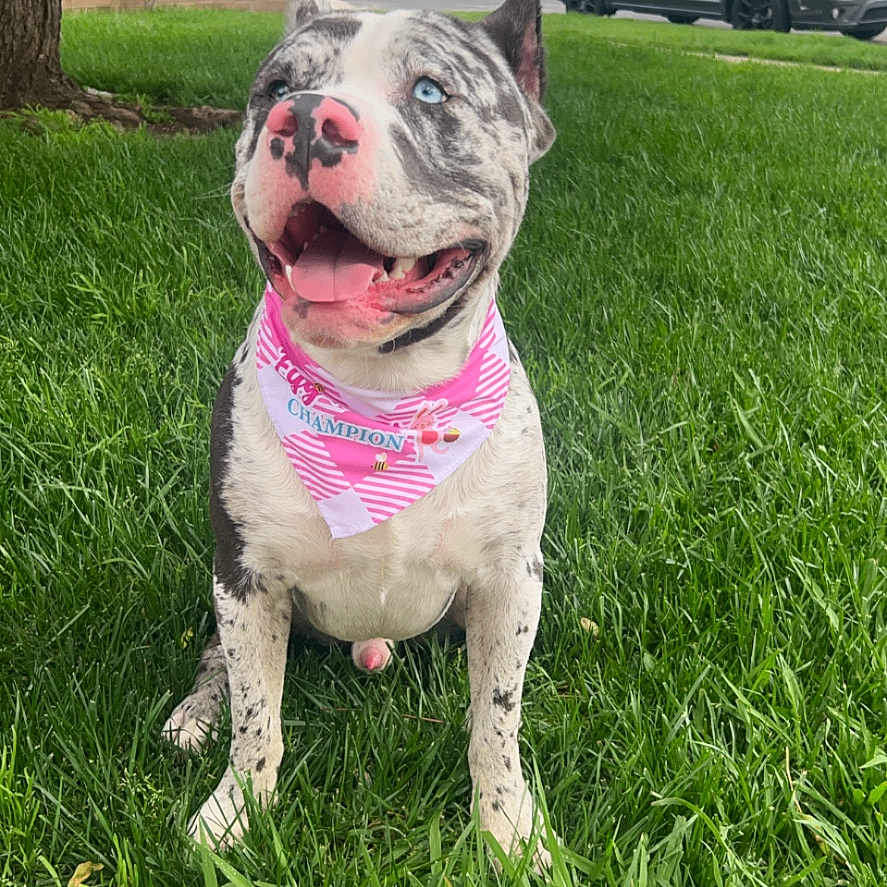 Thor joined the competition — help win amazing prizes! bandana, blue_eyes, canine, car, dog, grass, happy, house, nature, outdoor, pet, pink_nose, sidewalk, sitting, smiling, suburban, summer, sunny, tree, yard