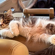 Stella joined the competition — help win amazing prizes! cat, fluffy, relaxed, chair, beige, fur, pet, animal, indoor, cute, whiskers, paws, tail, portrait, feline, cozy, resting, looking, soft, domestic