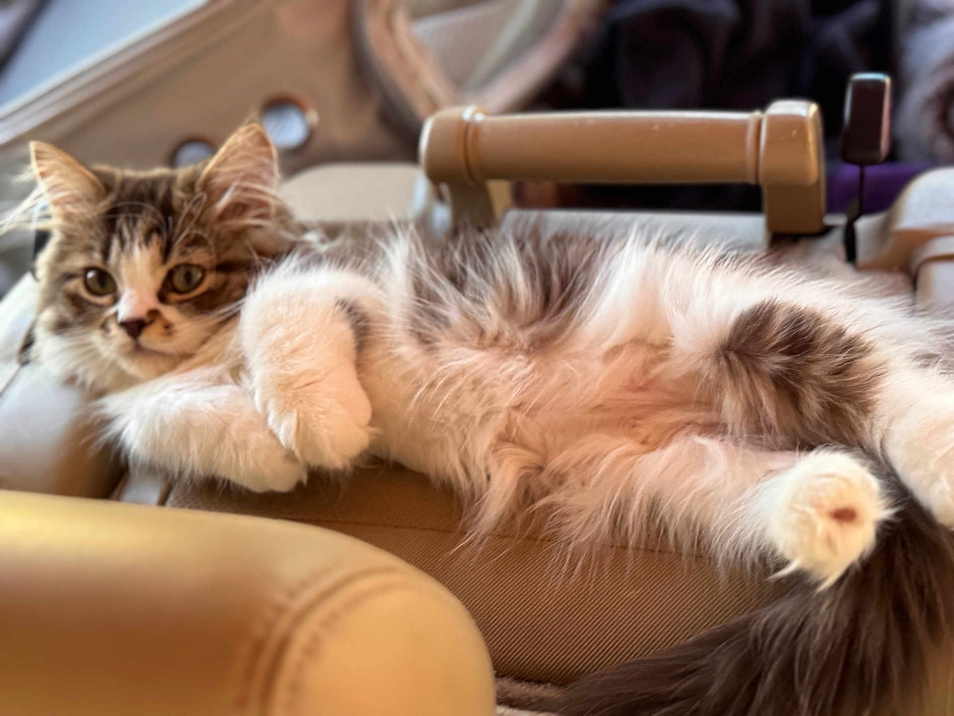 Stella joined the competition — help win amazing prizes! cat, fluffy, relaxed, chair, beige, fur, pet, animal, indoor, cute, whiskers, paws, tail, portrait, feline, cozy, resting, looking, soft, domestic