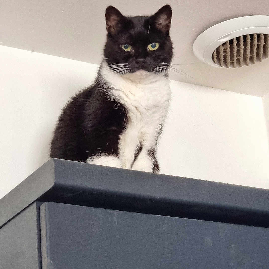 Luna a rejoint le concours — aidez-le/la à gagner de superbes lots ! abyssinian, angora, animal, architecture, blackcat, building, cat, closet, cupboard, device, drawer, furniture, handrail, indoors, kitten, manx, pet, railing, siamese, wall