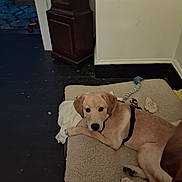 Max is registered to the contest to win money with this photo: dog, pet, animal, indoor, bed, toy, floor, furniture, wall, harness, brown_dog, resting, looking, calm, corner, cabinet, black_harness, plush_bed, domestic, home
