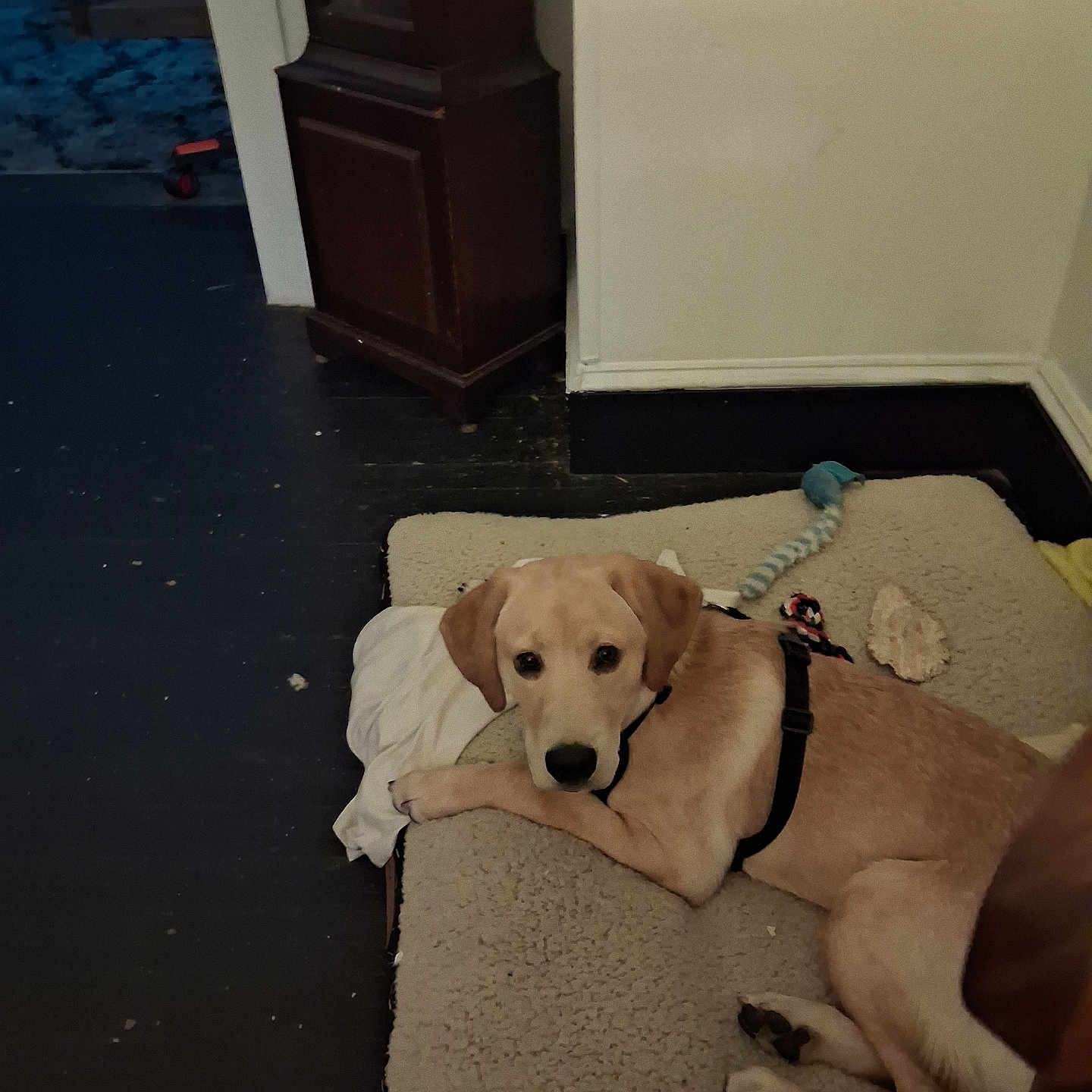 Max