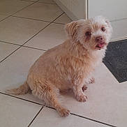 Youki a rejoint le concours — aidez-le/la à gagner de superbes lots ! dog, pet, indoor, floor, tile_floor, brown_fur, small_dog, sitting, looking_up, tongue_out, cute, animal, domestic_animal, fur, canine, companion, house, mat, cabinet, expression