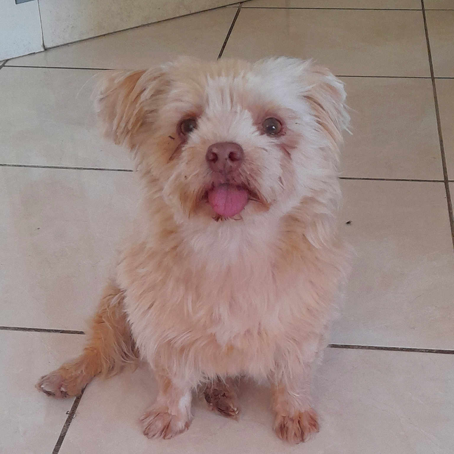 Youki participe au concours pour gagner de l'argent avec cette photo : adorable, animal, brown, companion, cute, dog, domestic, floor, fluffy, friendly, fur, house, indoor, mammal, pet, sitting, small_dog, tile, tongue_out, waiting
