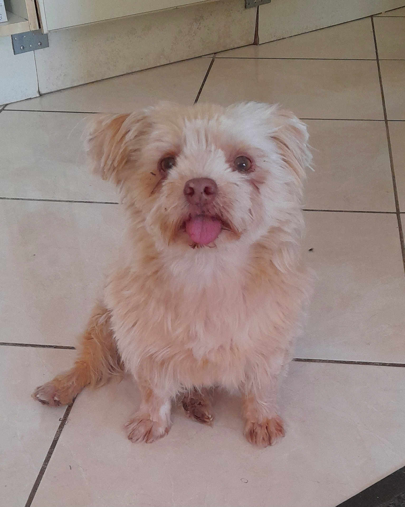Youki participe au concours pour gagner de l'argent avec cette photo : dog, pet, tongue_out, fluffy, sitting, indoor, floor, tile, cute, animal, small_dog, fur, brown, adorable, waiting, companion, friendly, house, domestic, mammal