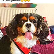 Okland participe au concours pour gagner de l'argent avec cette photo : dog, cavalier_king_charles_spaniel, pet, indoor, tongue_out, orange_harness, happy, animal, fur, ears, face, cute, companion, smiling, radiator, blanket, bed, home, canine, domestic_animal