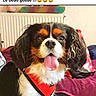 dog, cavalier_king_charles_spaniel, pet, indoor, tongue_out, orange_harness, happy, animal, fur, ears, face, cute, companion, smiling, radiator, blanket, bed, home, canine, domestic_animal