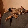 animal, cat, couch, cozy, domestic, ear, face, feline, furniture, grainy, indoor, laying, low_light, paw, pet, relaxed, sleepy, tabby, watermark, whiskers