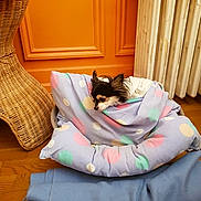 Frisca a rejoint le concours — aidez-le/la à gagner de superbes lots ! animal, blanket, blue_blanket, comfort, cozy, cute, dog, fur, indoor, orange_wall, pet_bed, polka_dot, radiator, relaxing, resting, small_dog, small_pet, wicker_chair, wooden_floor, wrapped