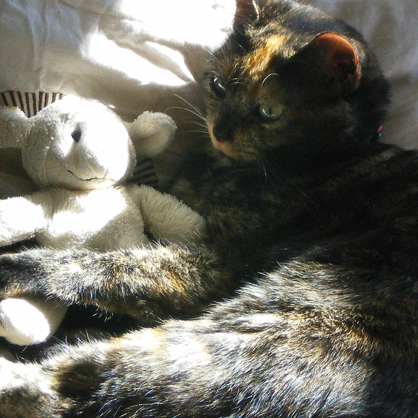 Minouchette participe au concours pour gagner de l'argent avec cette photo : animal, bed, blanket, cat, comfort, cozy, cuddle, cute, fur, indoor, nap_time, paw, pet, plush_toy, relaxed, resting, soft, stuffed_animal, sunlight, tabby