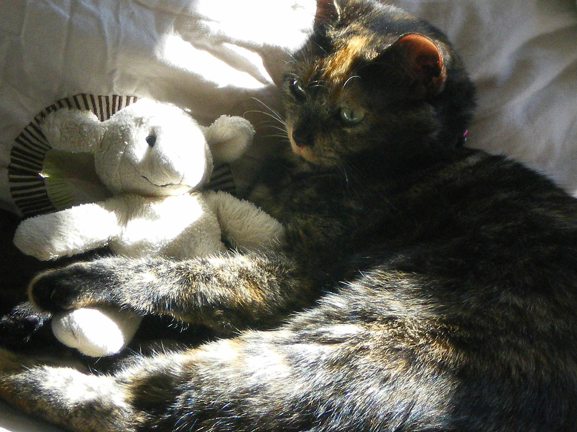 Minouchette participe au concours pour gagner de l'argent avec cette photo : cat, tabby, stuffed_animal, plush_toy, paw, sunlight, bed, blanket, cozy, relaxed, fur, animal, pet, cute, indoor, resting, soft, cuddle, comfort, nap_time